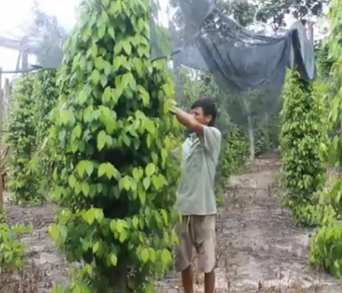 Nong dan ao at trong tieu bat chap dich benh hinh anh