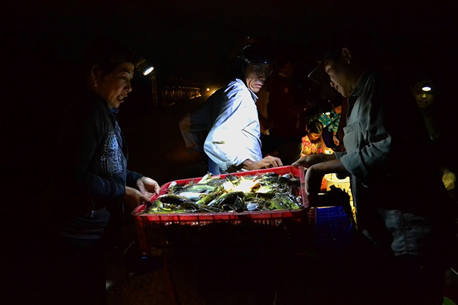 Vận chuyển cá ngay trong đêm để kịp về nhóm chợ tại các đô thị. 