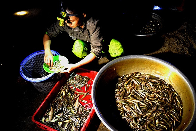 Chủ đầu mối đang phân loại cá chạch, đặc sản của vùng đầu nguồn.