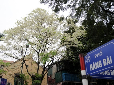 Don tam ly de thoi gia dia oc hinh anh