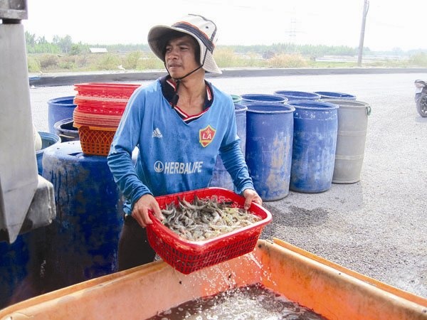 Nong dan 'chet' dan vi tom, ca tra hinh anh