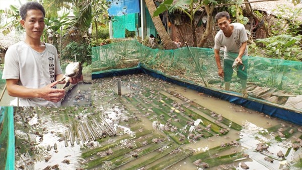 Nguoi ban rong bo vien thanh 'vua' ech Nam Bo hinh anh