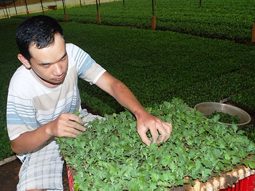 Nha vuon Da Lat, Sa Dec lo hoa Trung Quoc lan cho Tet Viet hinh anh