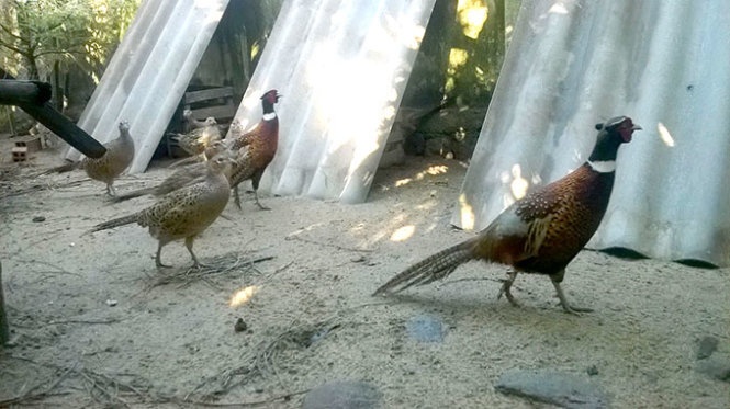 Kha nho nuoi hang doc: Ga rung, chim tri - lam choi an that hinh anh