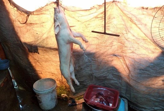 Hai lo mo heo lau tai... nha ve sinh, chuong heo hinh anh