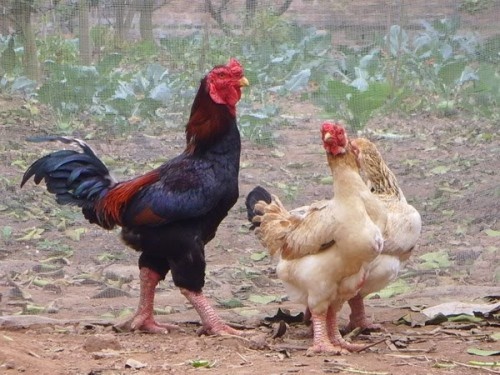 Vi sao ga Dong Tao co gia chuc trieu mot con? hinh anh