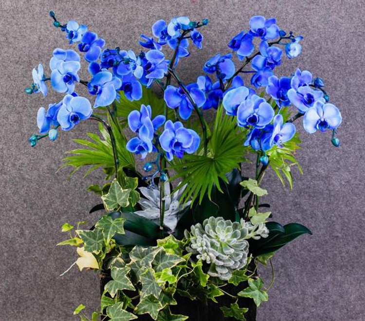 Gan 1 trieu dong/canh lan ho diep xanh duong chung Tet hinh anh