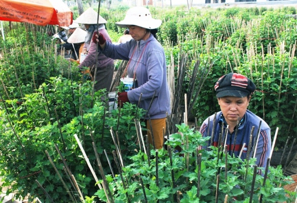 Tat bat tren nhung dong hoa cuc Tet hinh anh