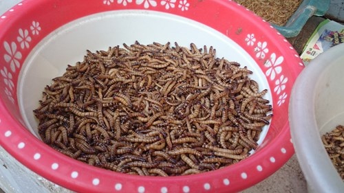 Sâu lạ bị cấm nuôi, cấm nhập khẩu nhưng đang được bày bán công khai.