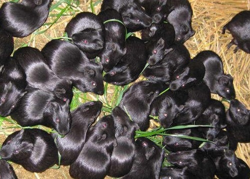 Gian dat, sau la: Hang 'xach tay' Trung Quoc ve Viet Nam hinh anh