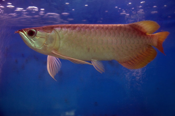 Ca bach long huyet 20 trieu dong lam qua bieu Tet hinh anh