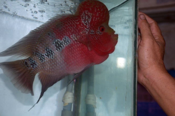 Cá la hán không chỉ có màu sắc và hoa văn đẹp, chúng rất thông minh và biết