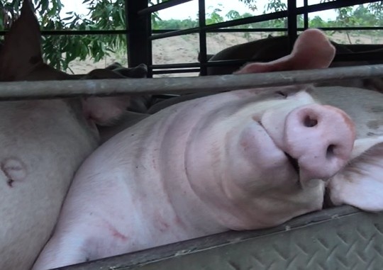 Ne thit ban, thit bom nuoc: Cach nao? hinh anh