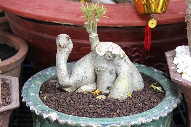 Cây sứ hình con lạc đà. Hiện trên thị trường chưa có nhiều người làm được điều này vì cây sứ thân nước nên dễ bị hư.