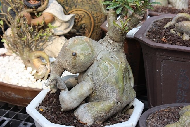 Qua bàn tay chăm sóc, cắt tỉa... của anh Hoàng, nhiều con thú bằng thân cây sứ được ra đời với kích cỡ khác nhau, chẳng hạn như cây sứ hình con voi này.