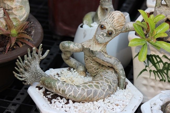Những con rùa, rắn, voi, khỉ... bằng cây sứ của anh Hoàng có giá từ vài triệu đến vài chục triệu đồng.