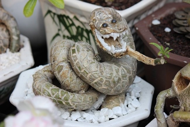 Những hình thú được tạo ra từ những thân cây sứ khá ấn tượng đối với người xem.