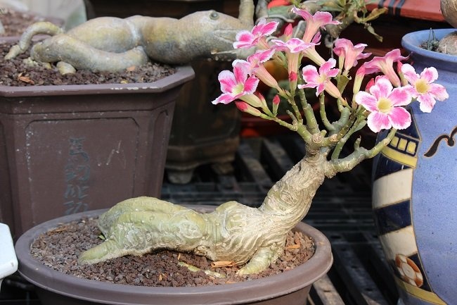 Không chỉ có hình thức đẹp mà hoa của các loại sứ này cũng khá đẹp.