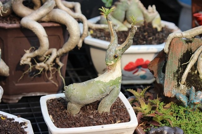 Những con dê núi được nhiều khách thích thú.