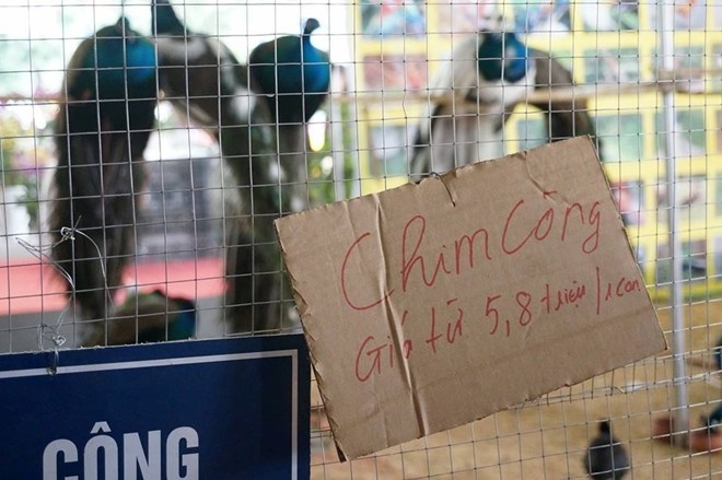 Các đặc sản Tết độc đáo nhưng ế khách ở hội chợ Xuân do có giá bán quá cao, phổ biến vài triệu đến vài chục triệu. Tại khu vực triển lãm Giảng Võ, một công ty chuyên nuôi chim cảnh trưng bày công cảnh với mức giá từ 5,8 triệu đồng tới 20 triệu đồng/con nhưng hầu như không tìm được người mua. 