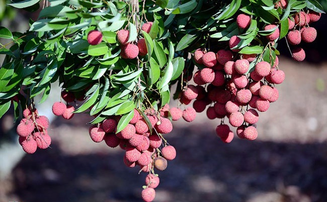 Thit bo, qua vai Viet can 'tang toc' khi vao TPP hinh anh