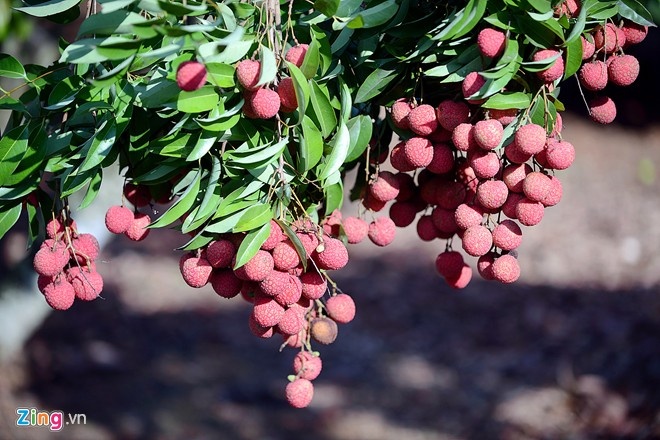 Quả vải Việt sẽ có thị trường xuất khẩu rộng hơn khi gia nhập TPP, nhưng đồng nghĩa với đó là áp lực cạnh tranh về giá và chất lượng. Ảnh: Lê Hiếu.