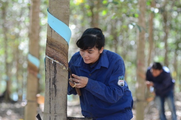 Vi sao gia co phieu sap len san cua bau Duc la 28.000 dong? hinh anh