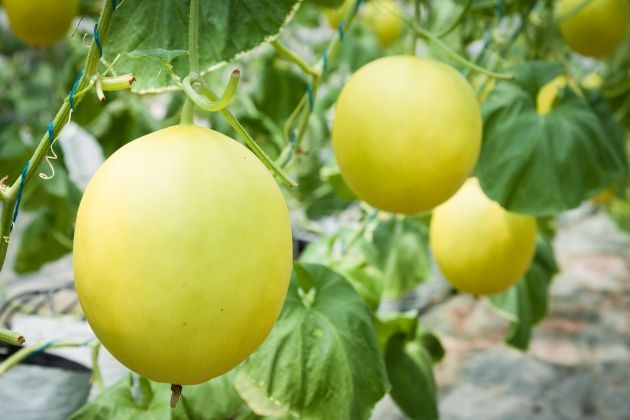 Trong dua le qua mang Internet gia 100.000 dong hinh anh