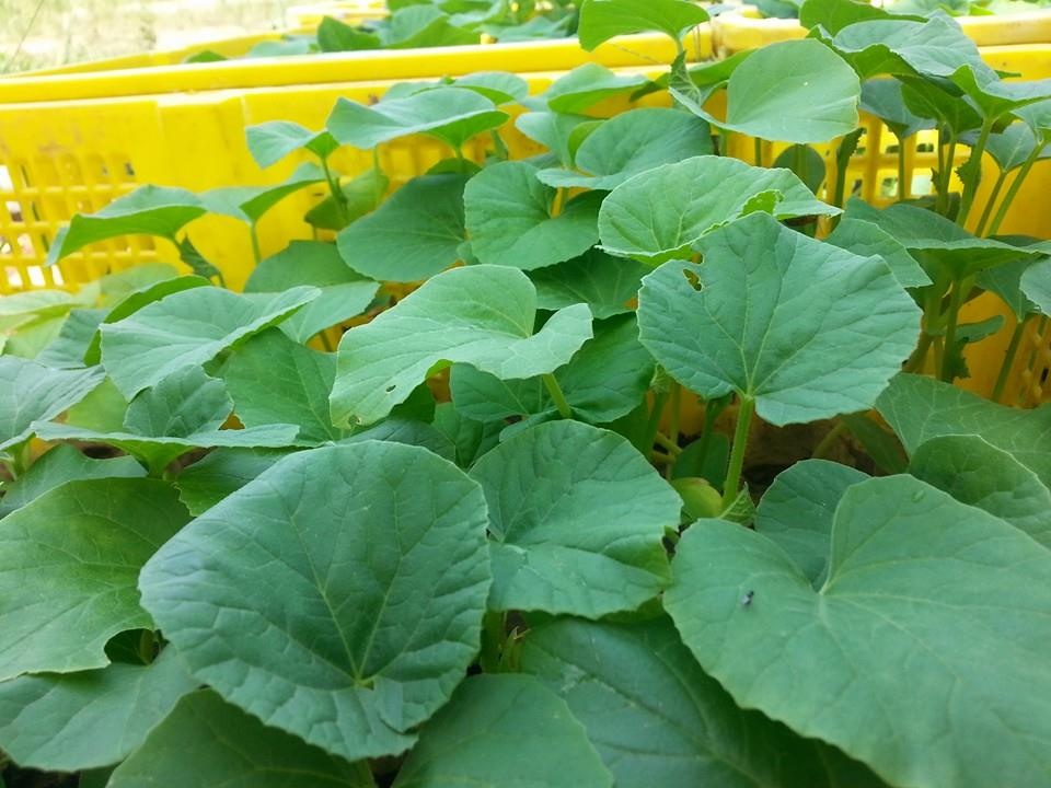 Chủ trang trại đã ươm mầm hơn 500 gốc dưa để chờ khách hàng đặt thuê. Ảnh: NVCC.