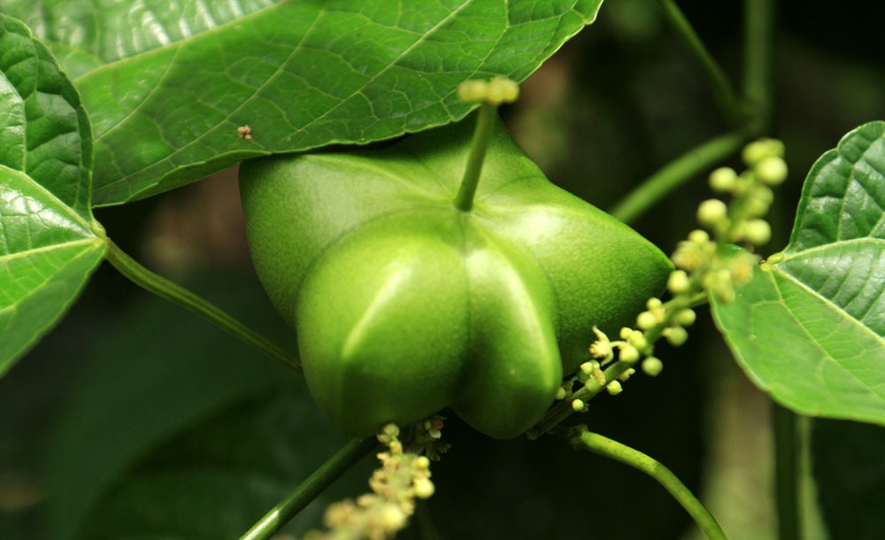 Vi sao Sachi duoc menh danh la vua cua cac loai hat? hinh anh