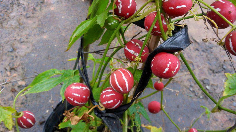 20.000 dong mot cay dua hau vo do ti hon hinh anh