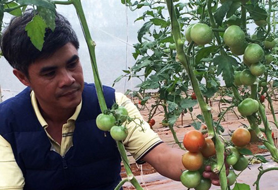 Trang trai rau huu co kieu Nhat tren cao nguyen hinh anh