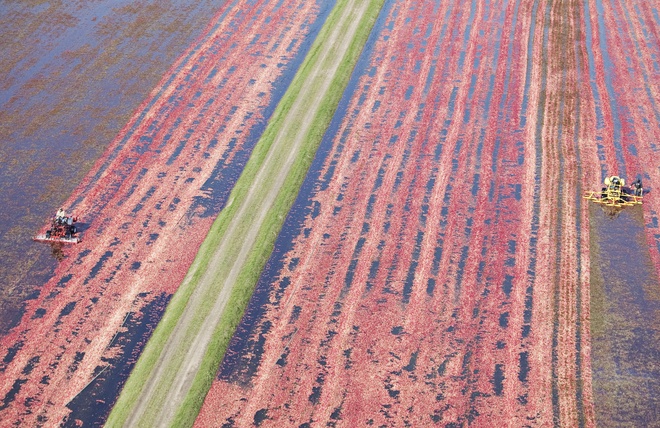 Vì nhẹ hơn nước, những quả việt quất sẽ nổi lên, tạo ra một bề mặt đỏ rực rỡ trên những đầm lầy đầy nước. Ảnh: Jsonline