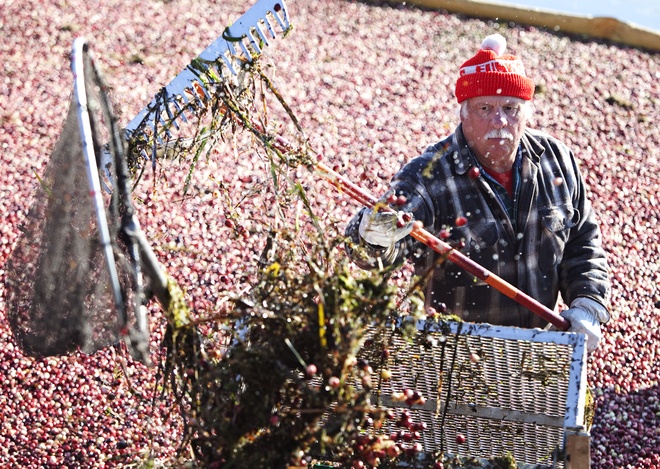  Vụ thu hoạch việt quất thường diễn ra từ tháng 9 đến tháng 10 hàng năm. Trước tiên, người ta dẫn nước vào đầm lầy đến ngập cây việt quất. Ảnh:  Jsonline.
