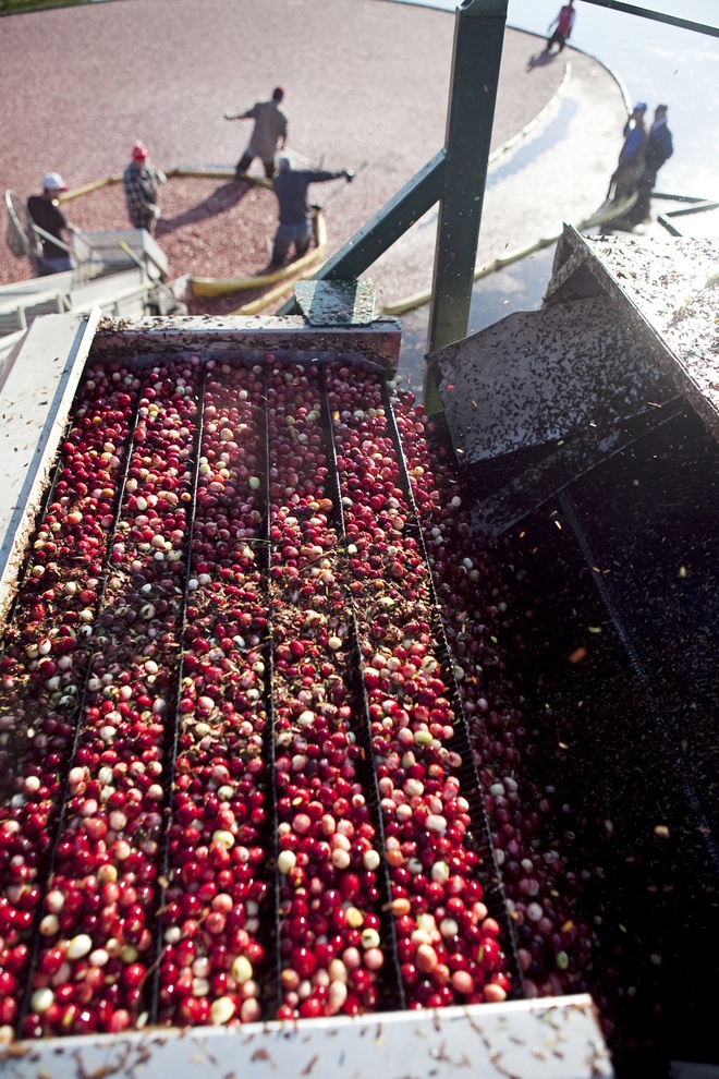 Người dân dùng ống nhựa, cào để vun việt quất lại thành đám. Ảnh: Jsonline.