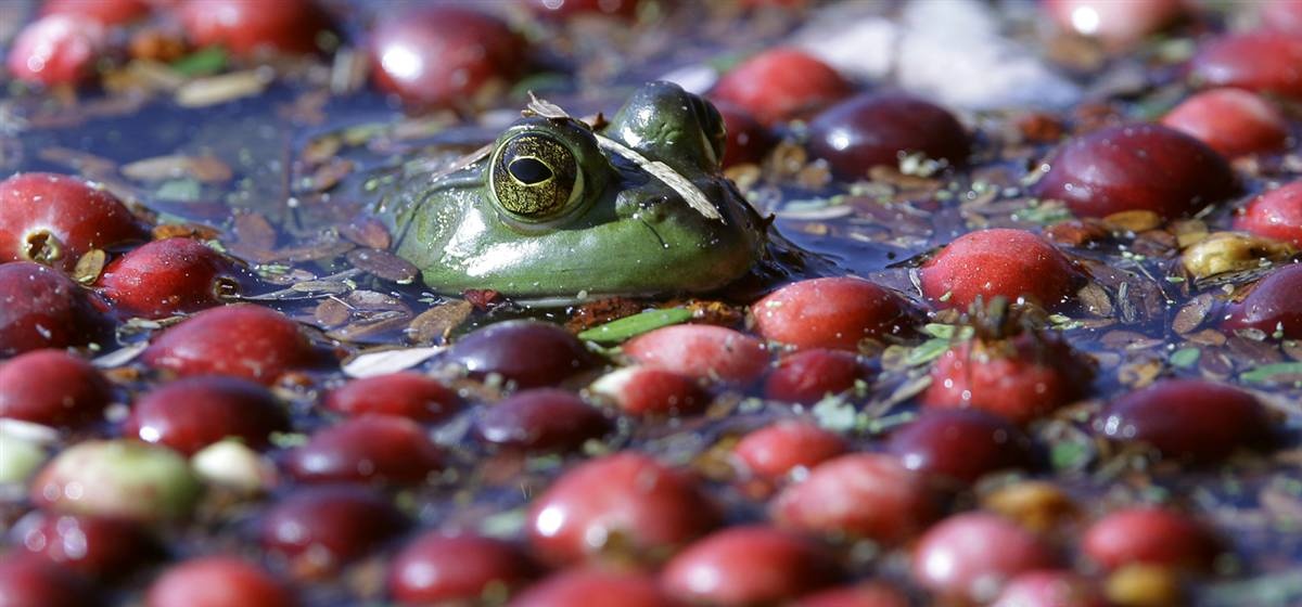 Việc thu hoạch kéo dài trong suốt một tháng thường gây ra nhiều xáo trộn trong cuộc sống của những sinh vật đầm lầy. Một chú ếch xanh nổi lên để hít không khí giữa những quả việt quất đỏ mọng và đám lá úa nát. Ảnh: Reuters.