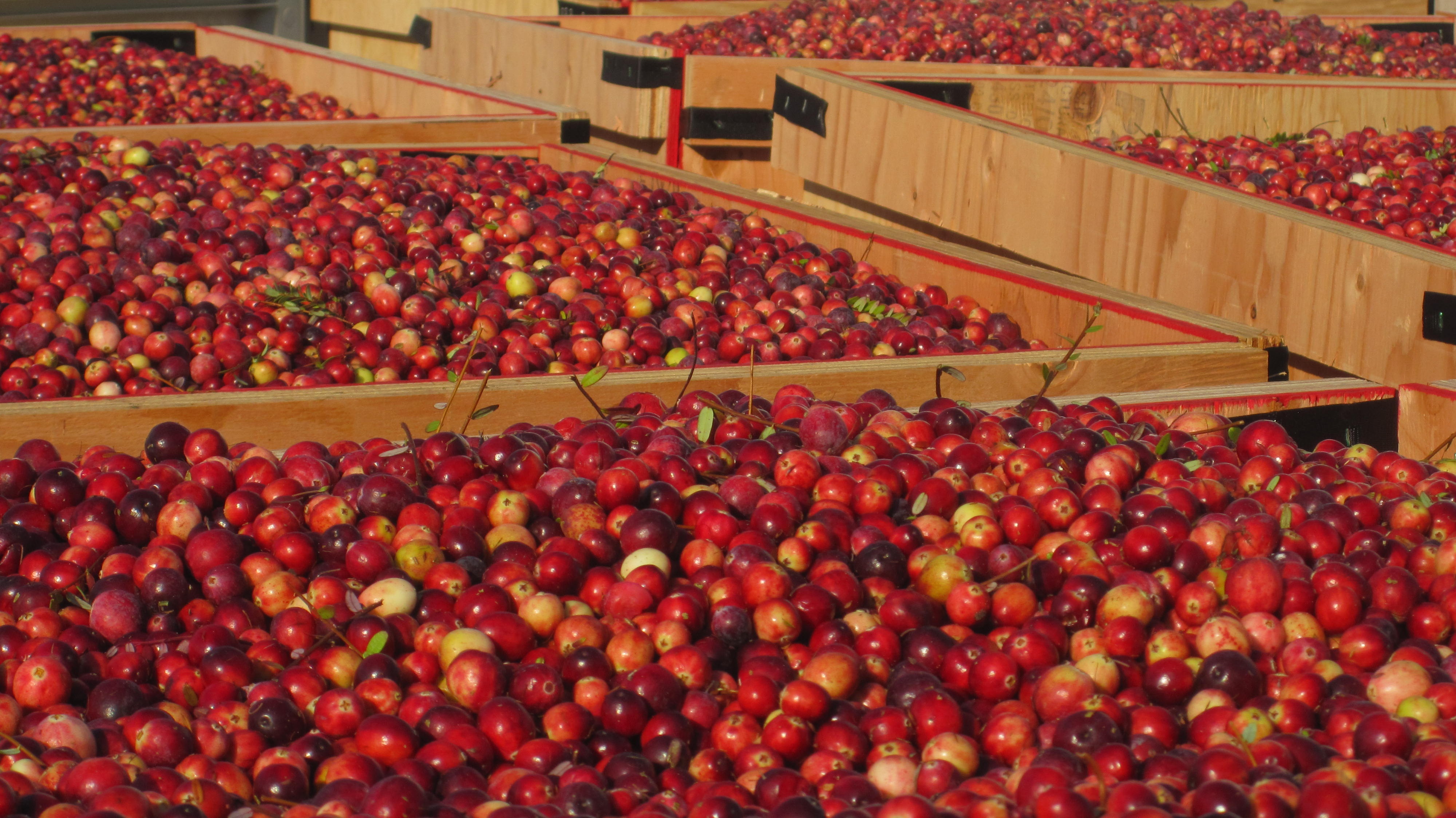 Việt quất được chuyển vào các thùng gỗ trước khi đưa đến nơi tiêu thụ. Ảnh: Jsonline.