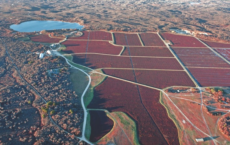 Đây là hình ảnh trên cao của đầm lấy việt quất đang được thu hoạch tại bang Massachusetts, miền Bắc nước Mỹ. Người dân ở đây trồng việt quất từ 150 năm trước. Ảnh: n-magazine.