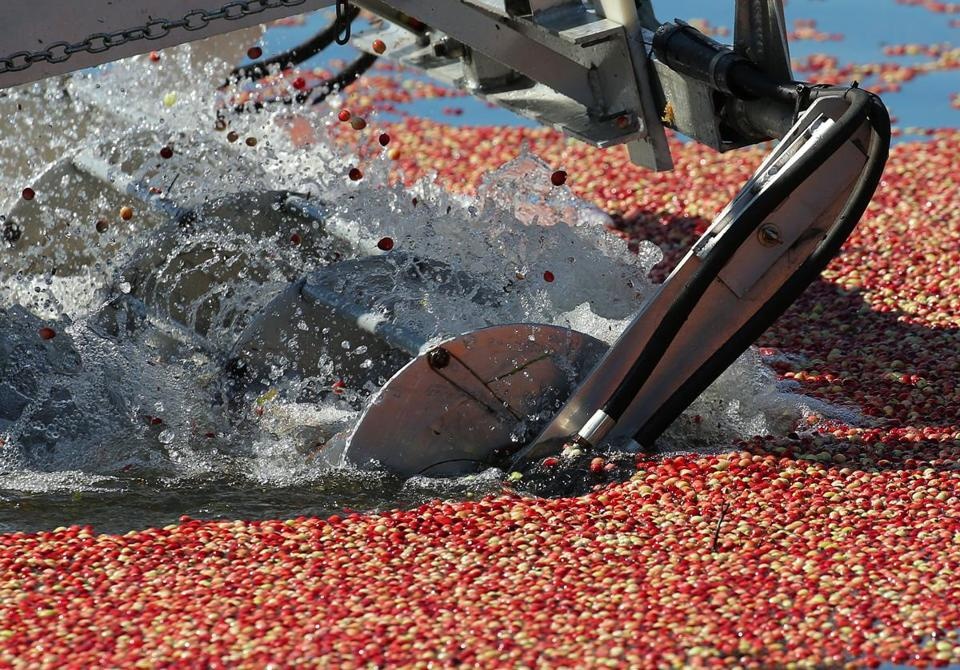 Sau đó, máy gặt đập được đưa vào để tách quả việt quất khỏi cành. Ảnh: Jsonline.