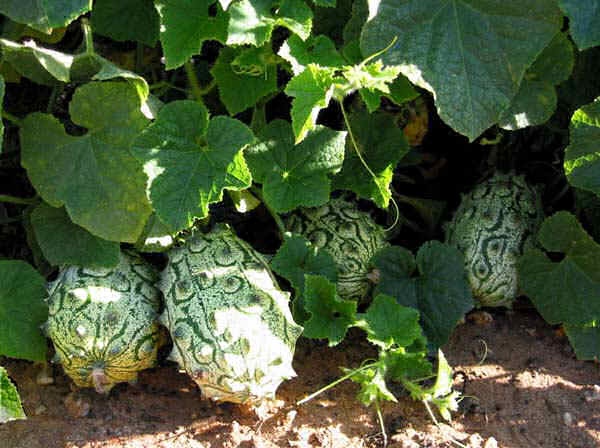 10.000 dong mot hat giong dua chuot gai Nam Phi hinh anh