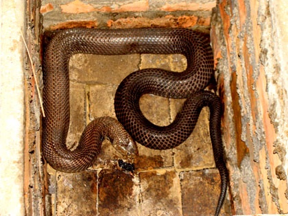 Ty phu ran mien son cuoc hinh anh