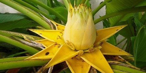 Chuoi tai loc hut nong dan om mong lam giau hinh anh