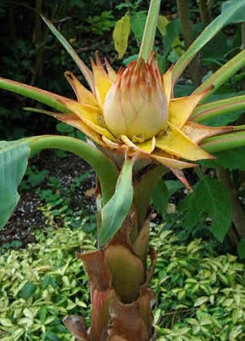  Loài chuối sen vàng này có nguồn gốc từ Trung Quốc và các nước ở khu vực Tây Nam châu Á.