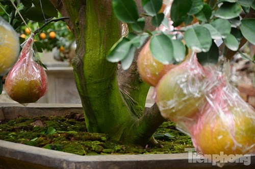 35 trieu dong mot cay buoi Dien tram qua choi Tet o thu do hinh anh