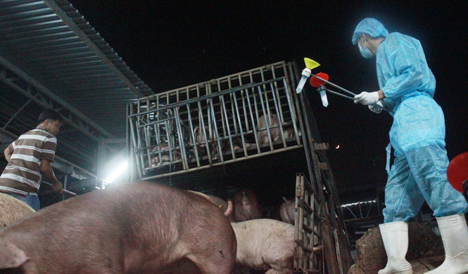 Ton du chat cam trong thit heo gap 4.700 lan cho phep hinh anh