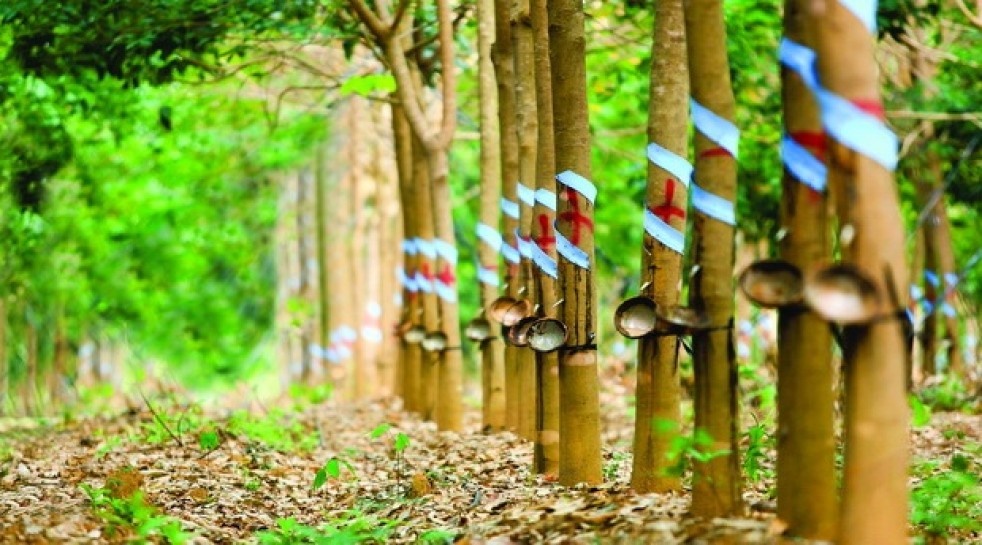 Von hoa cong ty con cua bau Duc giam 50% hinh anh