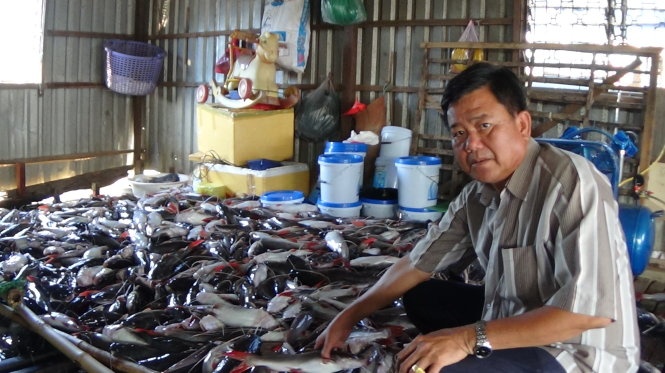 Lam ro vu ca chet hang loat tren song Cai Vung hinh anh