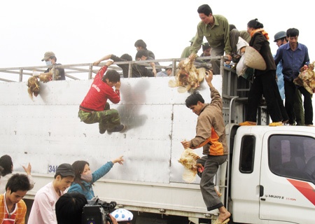 'Dai gia' di o to chan xe may cuop 14 con ga hinh anh