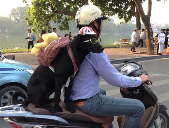 Chu cho cute deo balo gau bong gay sot duong pho Ha Noi hinh anh