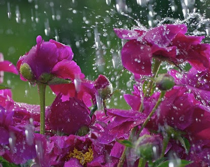 Chu nhat cua ban (27/4) hinh anh